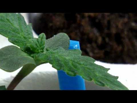 Ep 233 Seedlings Hippie OG Kush Purple FlatTop Fruits and Berries Medical Marijuana Growing Pot Weed