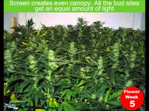 AK47 Irish Marijuana Cannabis SCROG Grow Room Indoor 17 weeks 17 oz!! BIG BUDS!