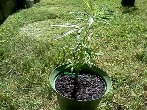 OutDoor Cannabis Grow/Week 4
