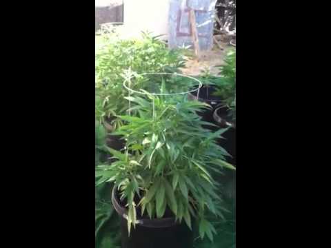 Marijuana grow outdoor about week 5