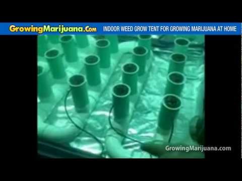 Indoor Weed Grow Tent For Growing Marijuana At Home