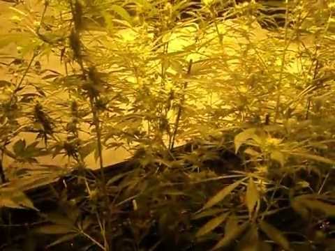 Growing Medical Marijuana / Week 2 of flowering- - 2 patient bud room