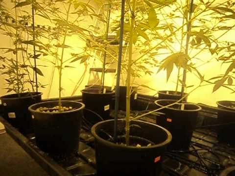 Growing Medical Marijuana / Pruning 
