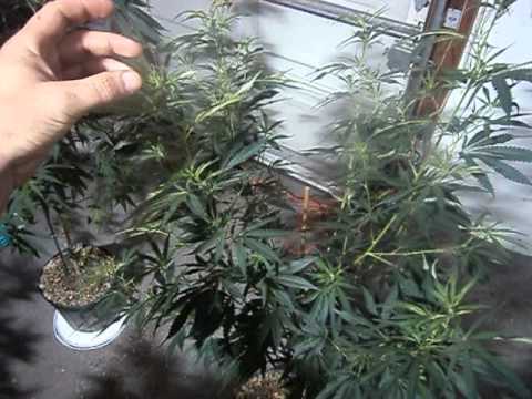 Growing Medical Marijuana / 17 Different Strains- mother plants