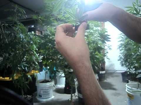 Growing Marijuana / How to clone a plant