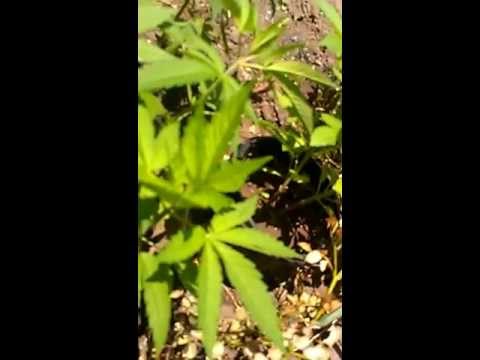 Growing Marijuana Out Side