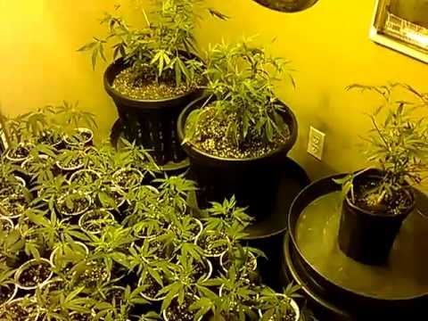 Phoenix Medical Marijuana Collective Build-out. Big Thanks Gonzo Grow Hydroponic