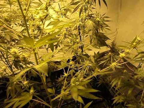 Growing Medical Marijuana / week 4 day 27 / 2 patient grow room