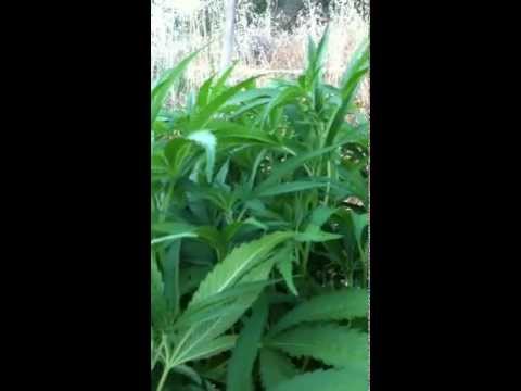 Pre-flower Marijuana Plants and what to do if it's to soon?