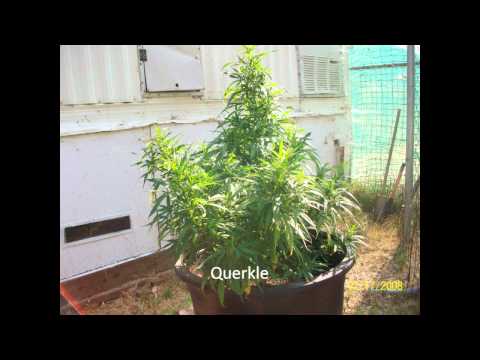 2012 Outdoor Medical Marijuana grow #4