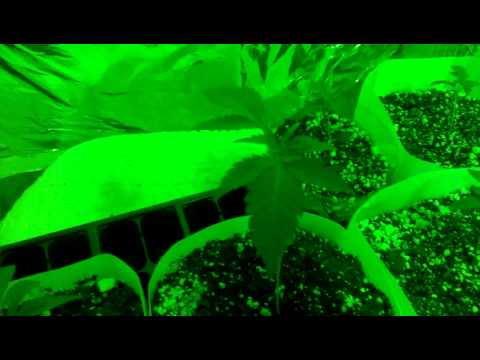 Indoor grow room green night light