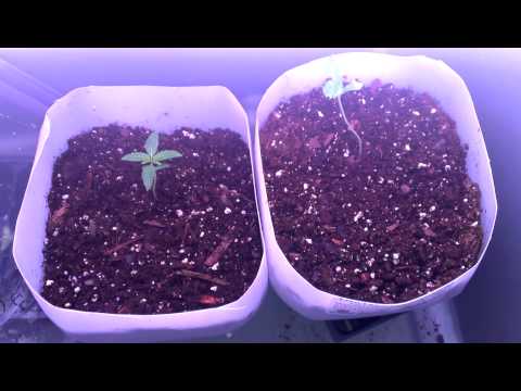 Grow room setup. Seedlings ready for vegging