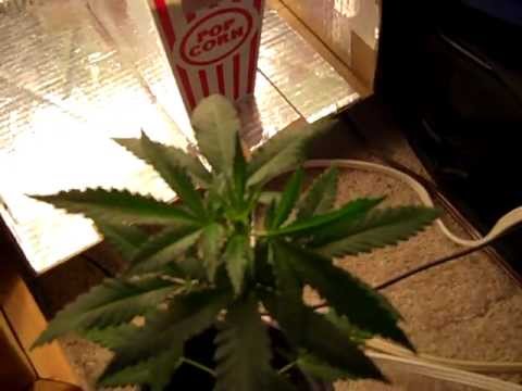 Marijuana Grow **Update**
