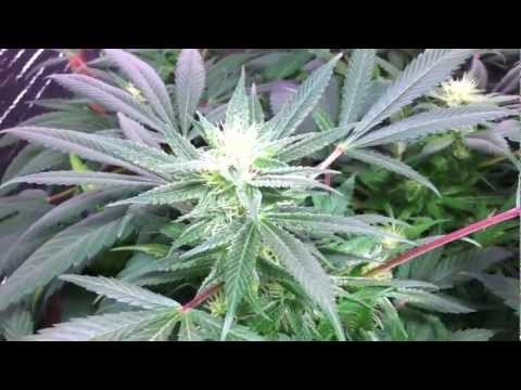 X5 LED grow light (5 watt HO chipsets), Medical Marijuana Grow - Week 8