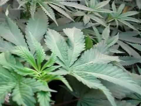 Indoor marijuana grow room