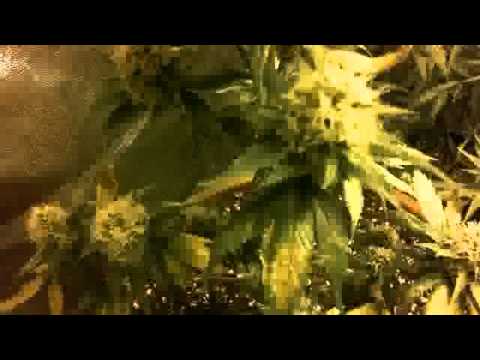 Medicinal Marijuana Legal Grow Almost Ready!!!
