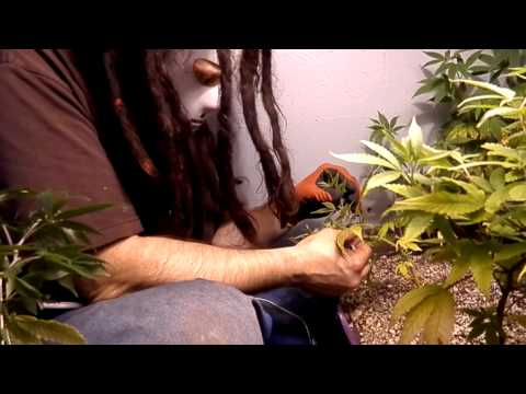 tied down and trim OMMP White Trash Medical Marijuana Urban Growing On The Cheap.mov