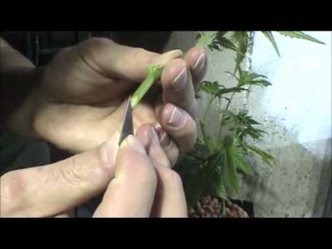 The Mary Weed-How to Clone a Marijuana Plant Theweedscene.com