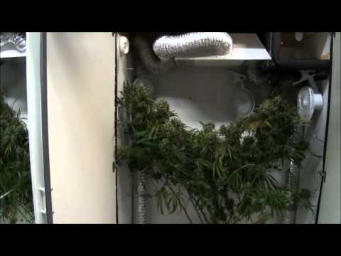 The Mary Weed-Weed Growing Closet - 1 Week from Harvest! Growing Marijuana Indoors!