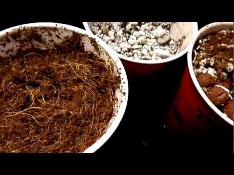 Planting Seedlings OMMP White Trash Medical Marijuana Urban Growing On The Cheap.mov