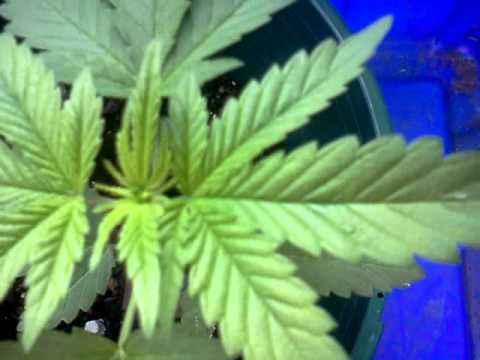 Marijuana Plants 2 & 3 Weeks: Outdoor Grow Update 1