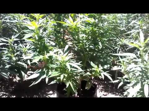 Marijuana Outdoor Grow 2012 update 1