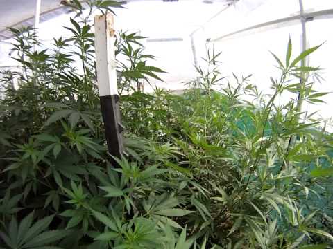 How to grow Outdoor Medical Marijuana CALI MIST UK CHEESE WHITE WIDOW