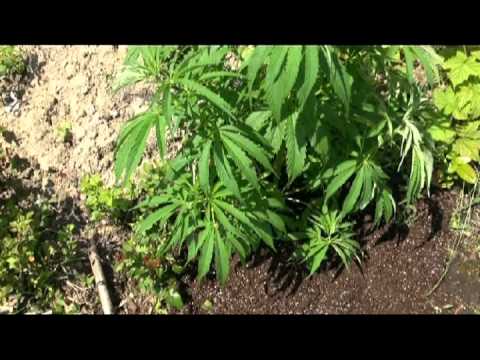 Growing Outdoor Medical Marijuana Lesson 2