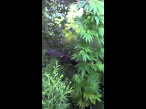 6 foot outdoor marijuana plants