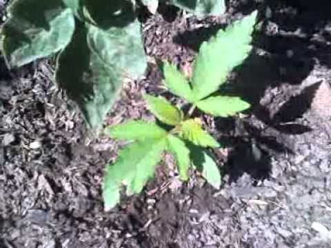 Marijuana growing wild in my backyard