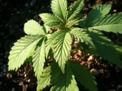 day 18 outdoor marijuana grow purple wreck and pineapple desiel