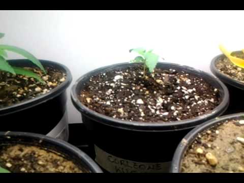 Medicinal Marijuana Sprouts