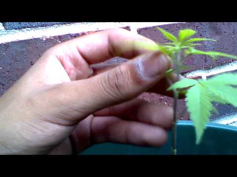 Two Marijuana Outdoor Plants 3 Week Old Females