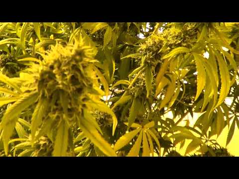 Cotton Candy Kush Day 42 2000 watts - Medical Marihuana Grow Vid 09