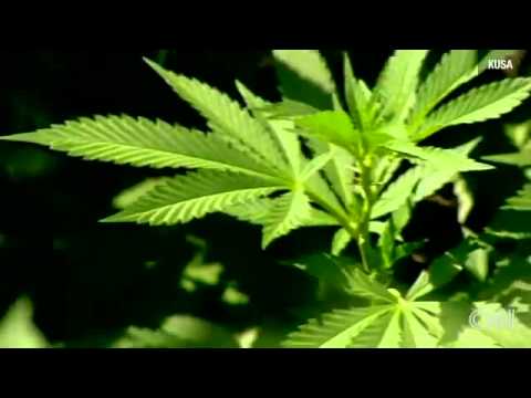 87 Year Old Man Arrested For Growing Marijuana