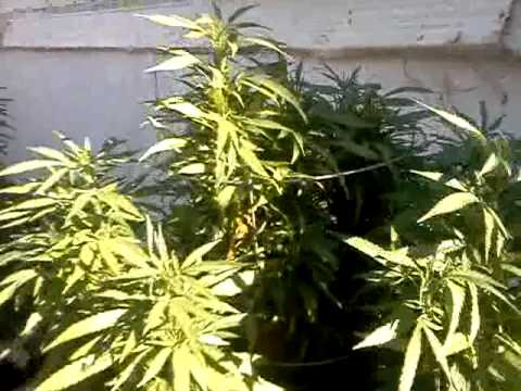 2012 Outdoor medical marijuana #5