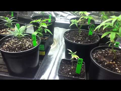 growing marijuana (vegetative growth)