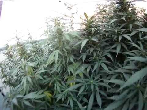 How To Grow OUTDOOR Medical Marijuana Cali Mist UK Cheese 3 Week Flowering