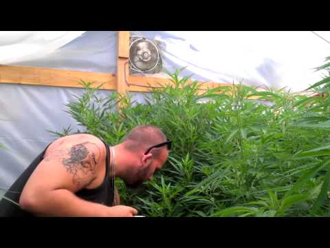 Huge Marijuana Greenhouse Grow 2012