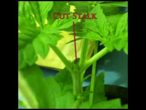 How to Grow Weed - Marijuana Growing Journal - Week 4