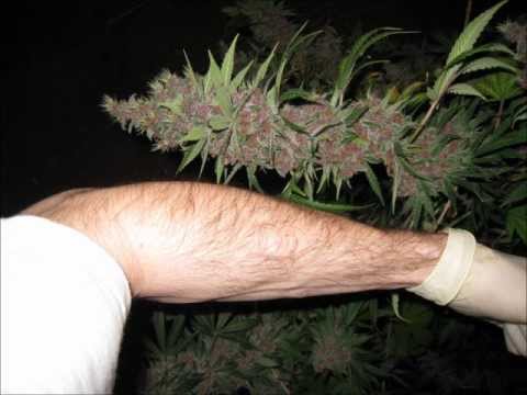 The Life Cycle of Cannabis Plants Overview