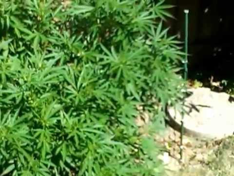 Outdoor medical marijuana grow- August 11, 2012