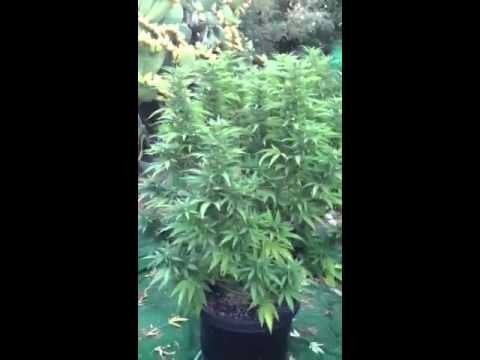 Outdoor marijuana grow 8/11/12
