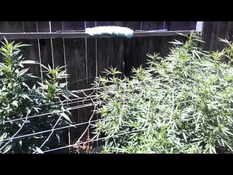 Marijuana 2012 outdoor grow HEAT update