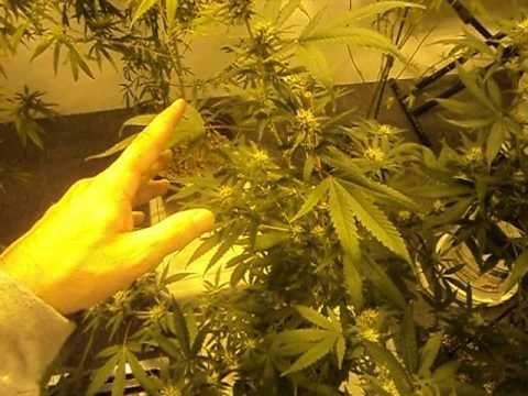 Growing Medical Marijuana / Day 22 of Batch 2 - Bio Organic line by GH