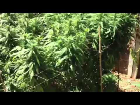 Mjmama's massive outdoor marijuana plants