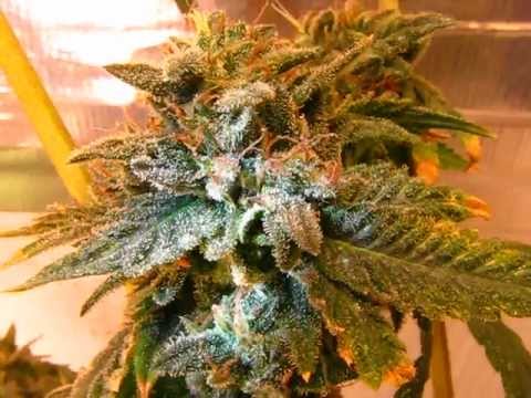 Growing Marijuana 9 weeks into Flower CFL Grow