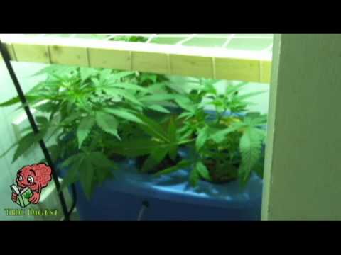How to Grow Weed - Marijuana Growing Journal - Week 5