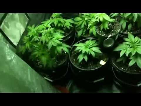 Medicinal Marijuana 2nd Grow