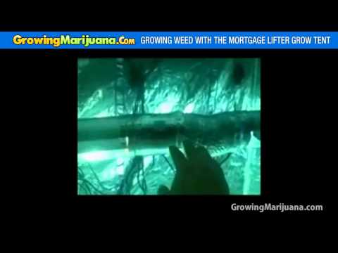 Growing Weed With The Mortgage Lifter Grow Tent